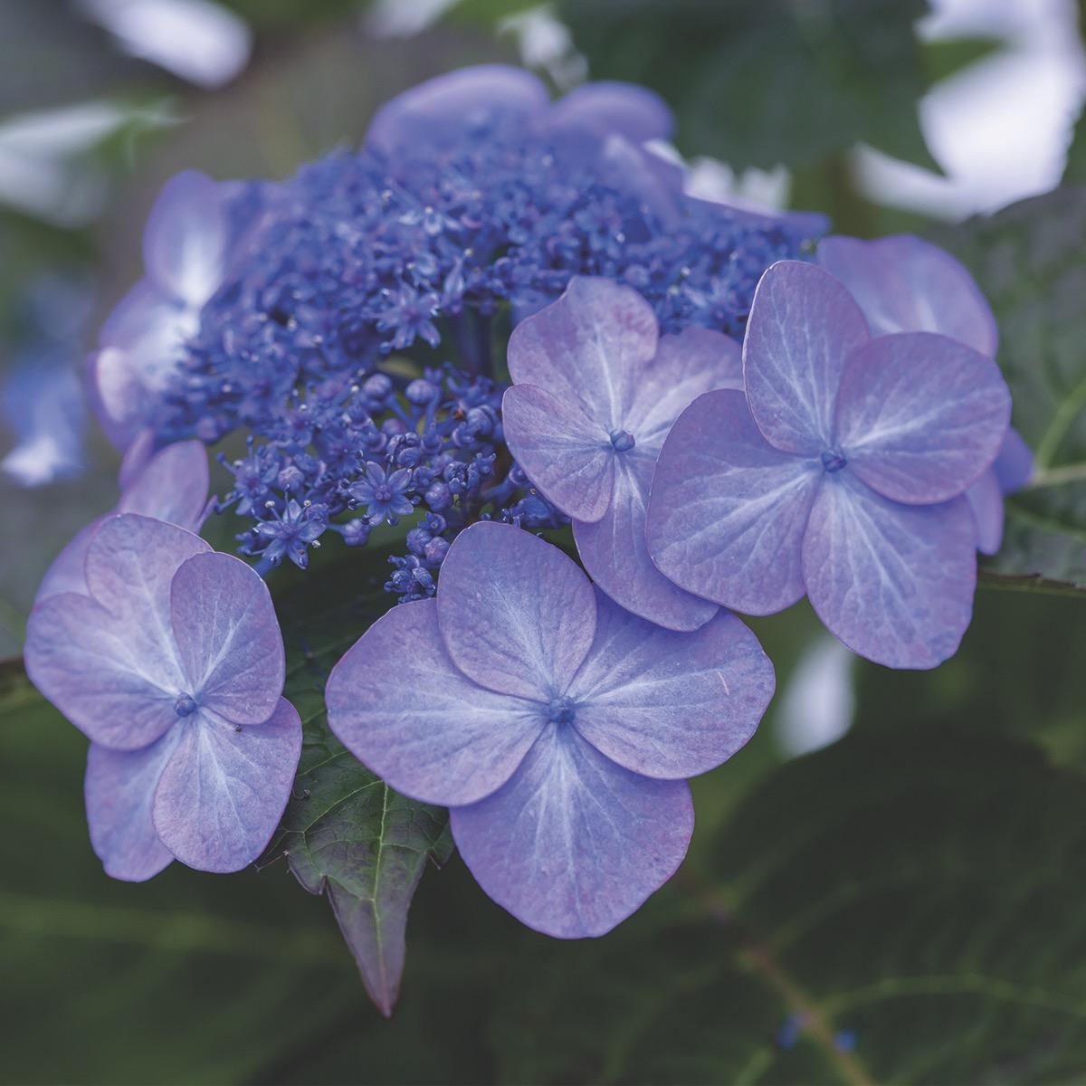 Hydrangea Macrophylla Pop Star - View 11 from www redcrocus com