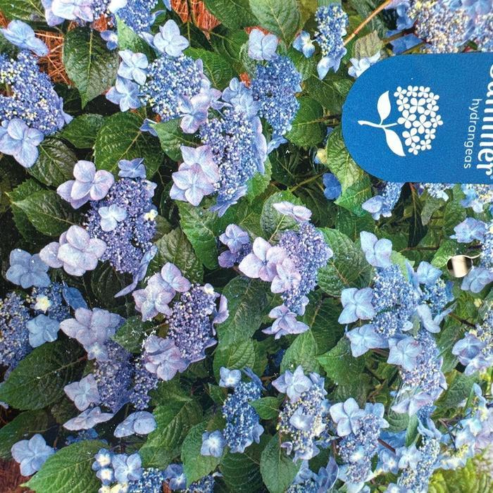 Hydrangea Macrophylla Pop Star - View 2 from www redcrocus com