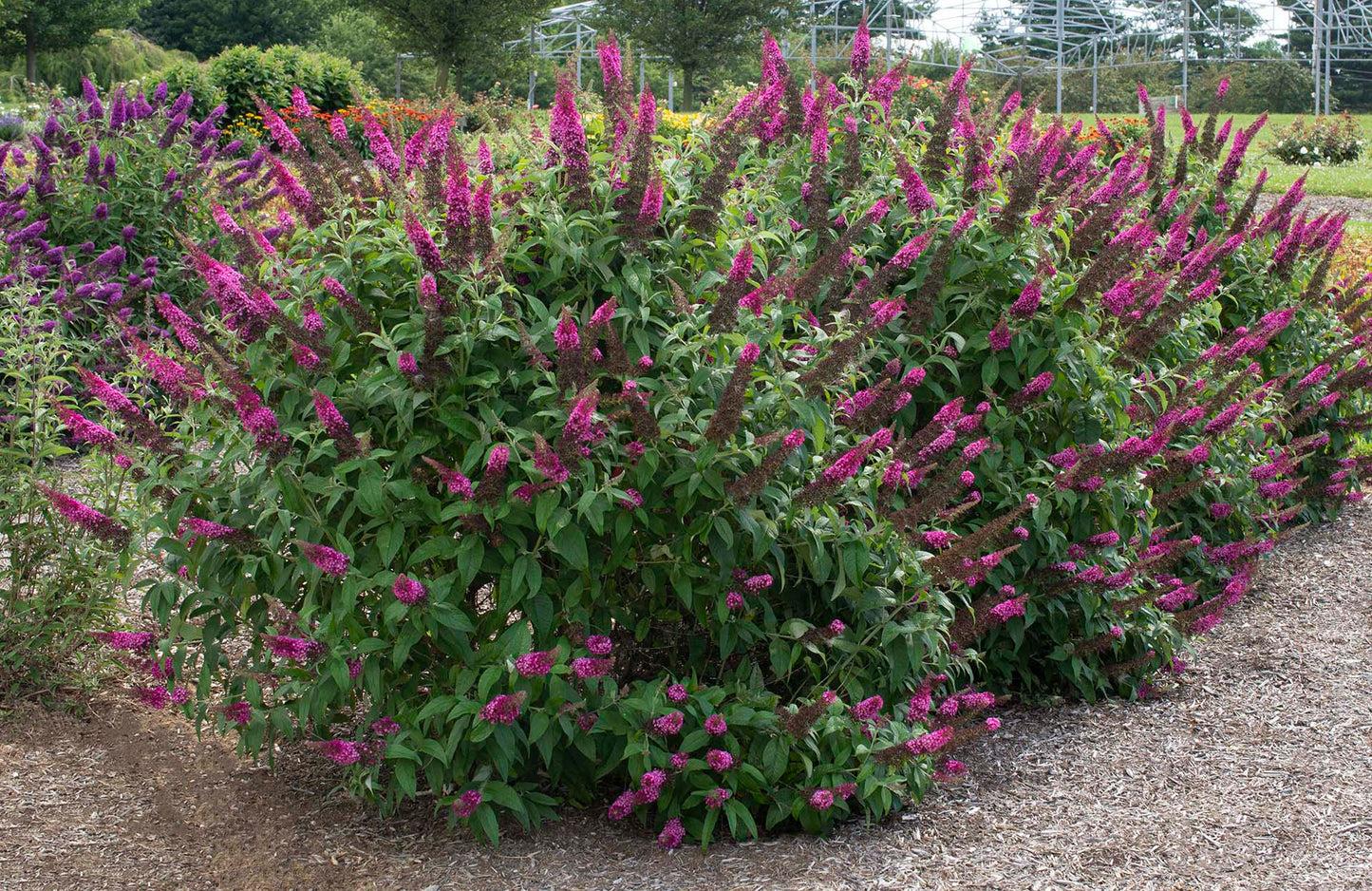 Buddleia Davidii 'cranrazz' - View 11 from www redcrocus com