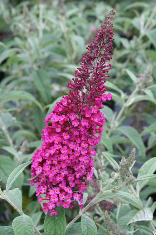Buddleia Davidii 'cranrazz' - View 12 from www redcrocus com