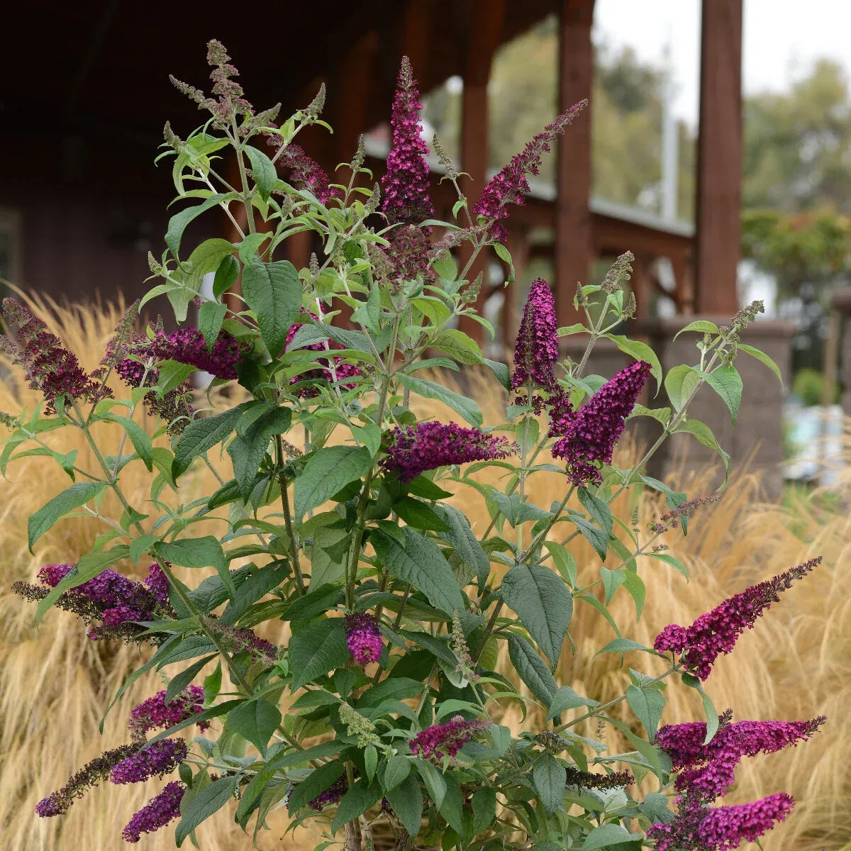 Buddleia Davidii 'cranrazz' - View 12 from www redcrocus com
