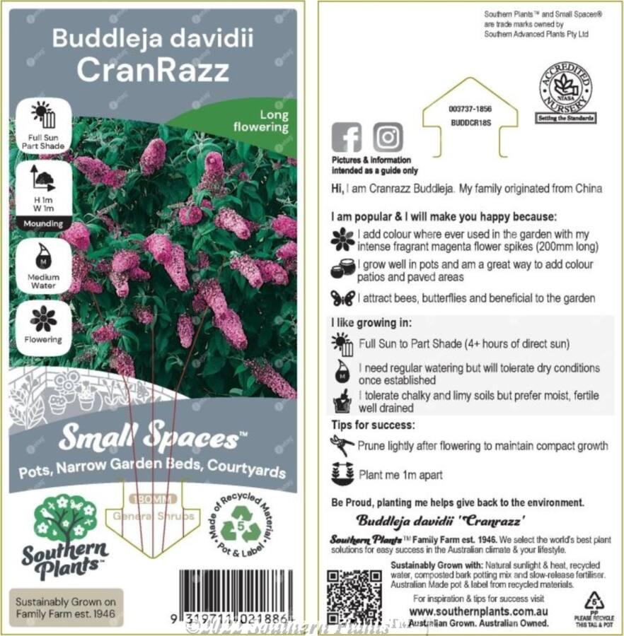 Buddleia Davidii 'cranrazz' - View 13 from www redcrocus com