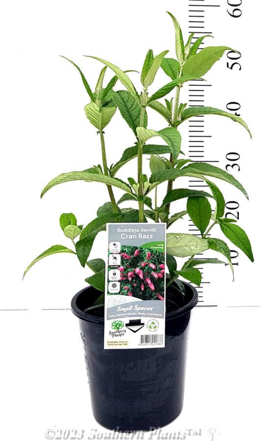 Buddleia Davidii 'cranrazz' - View 15 from www redcrocus com