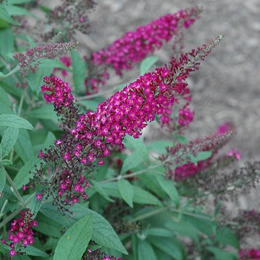 Buddleia Davidii 'cranrazz' - View 16 from www redcrocus com