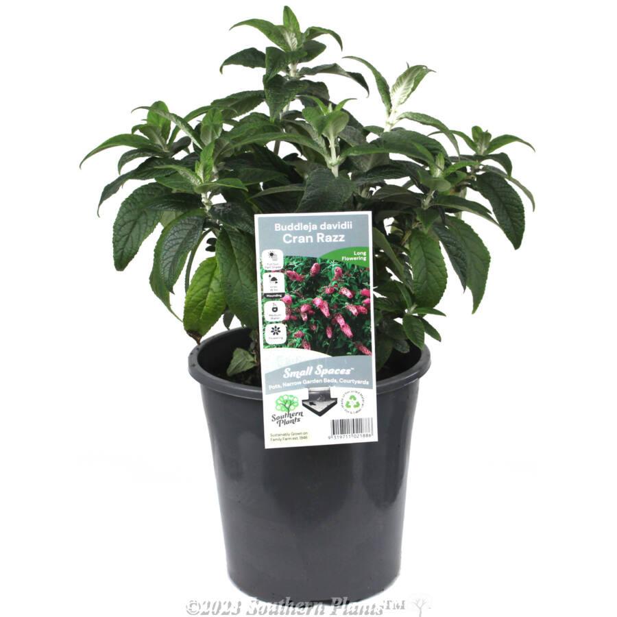 Buddleia Davidii 'cranrazz' - View 18 from www redcrocus com
