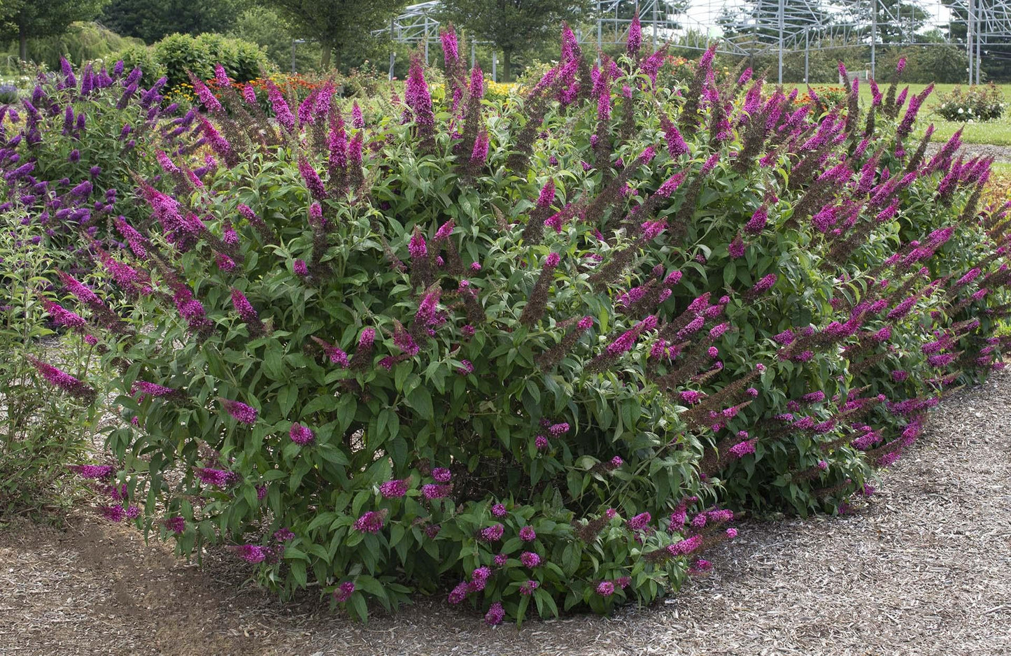Buddleia Davidii 'cranrazz' - View 1 from www redcrocus com