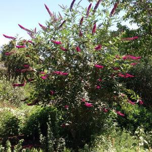 Buddleia Davidii 'cranrazz' - View 21 from www redcrocus com