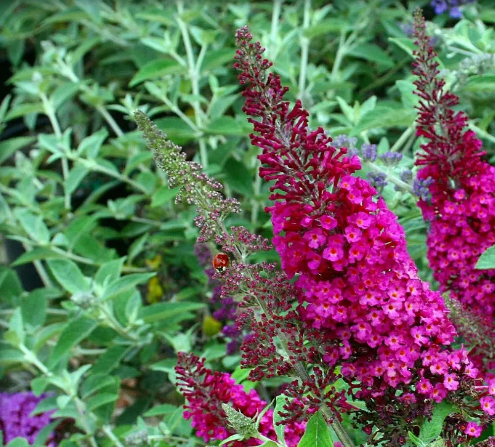 Buddleia Davidii 'cranrazz' - View 22 from www redcrocus com