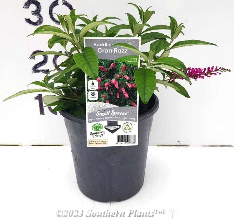 Buddleia Davidii 'cranrazz' - View 22 from www redcrocus com