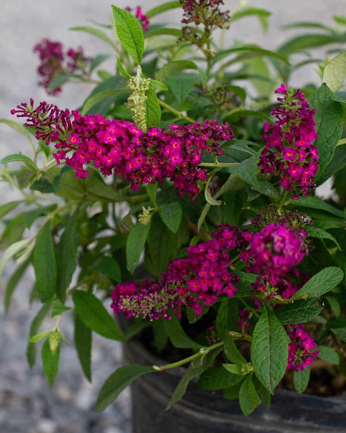 Buddleia Davidii 'cranrazz' - View 26 from www redcrocus com