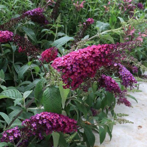 Buddleia Davidii 'cranrazz' - View 27 from www redcrocus com