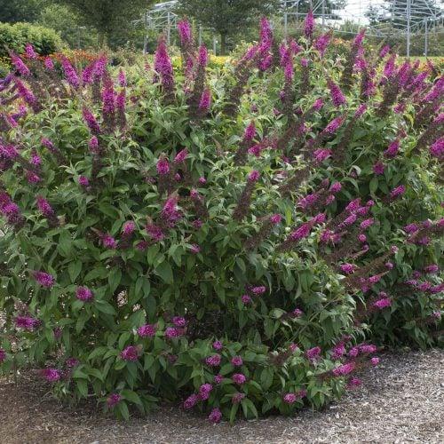 Buddleia Davidii 'cranrazz' - View 28 from www redcrocus com