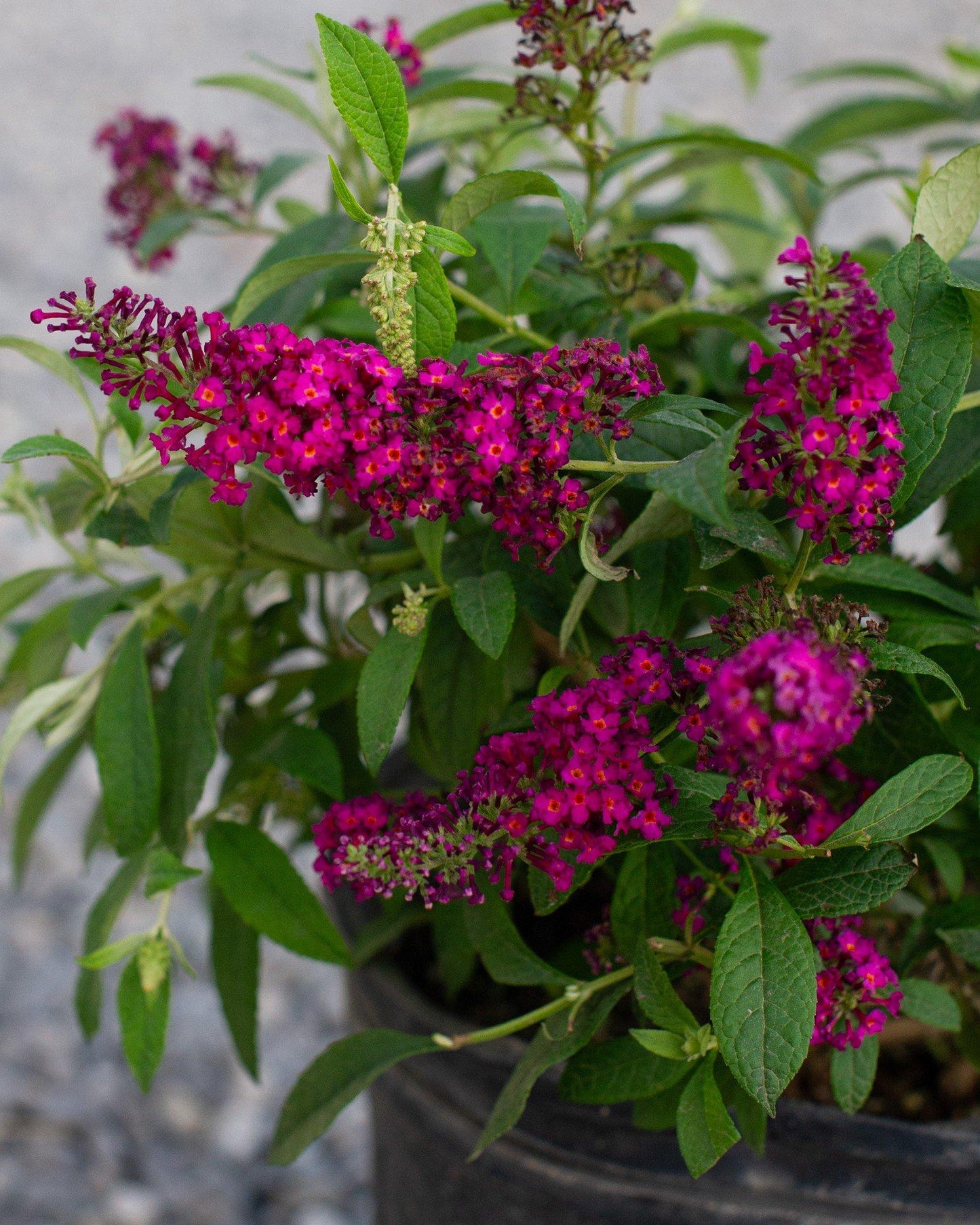 Buddleia Davidii 'cranrazz' - View 29 from www redcrocus com