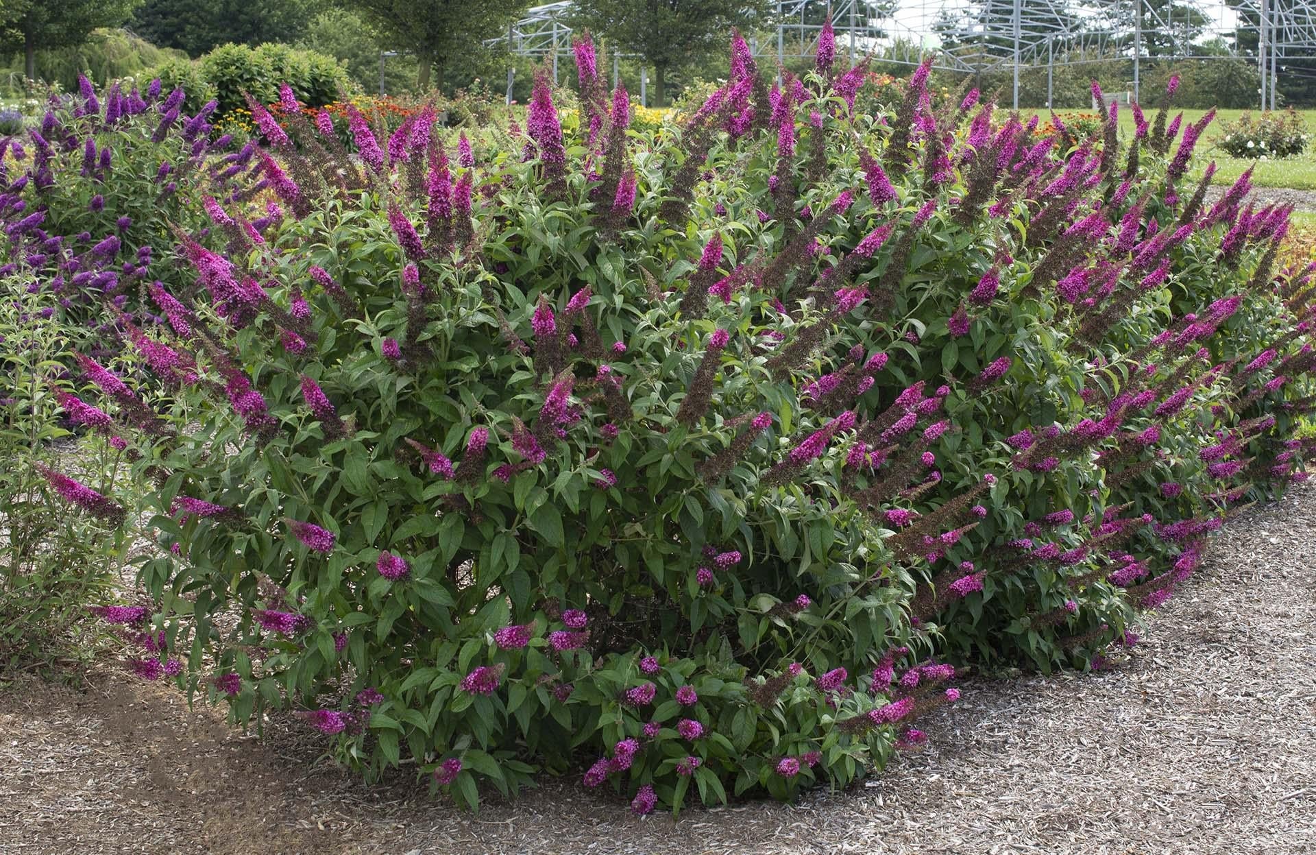 Buddleia Davidii 'cranrazz' - View 2 from www redcrocus com