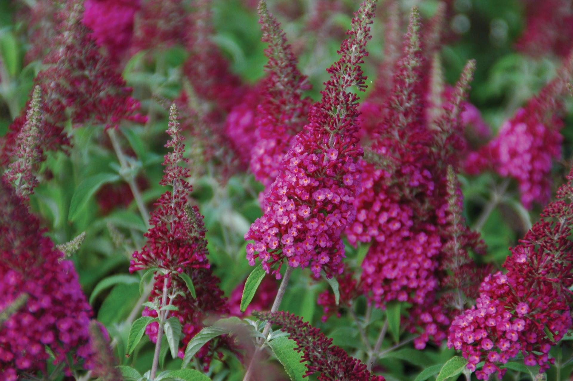 Buddleia Davidii 'cranrazz' - View 30 from www redcrocus com