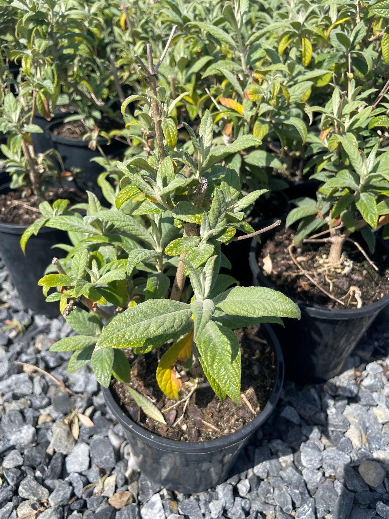 Buddleia Davidii 'cranrazz' - View 33 from www redcrocus com