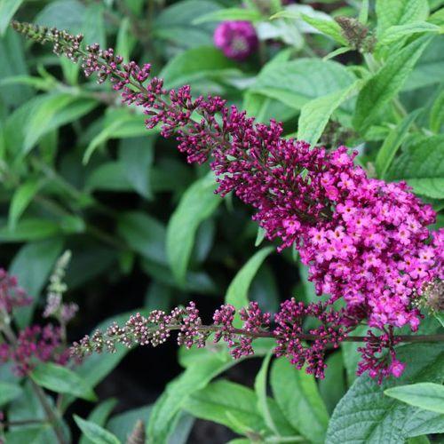Buddleia Davidii 'cranrazz' - View 35 from www redcrocus com