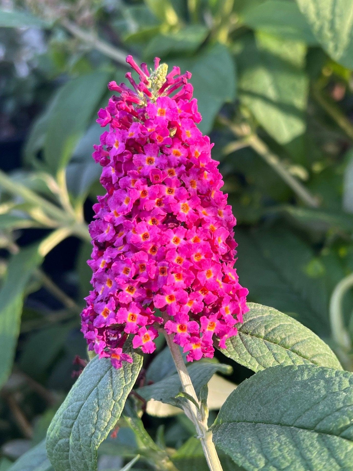 Buddleia Davidii 'cranrazz' - View 36 from www redcrocus com