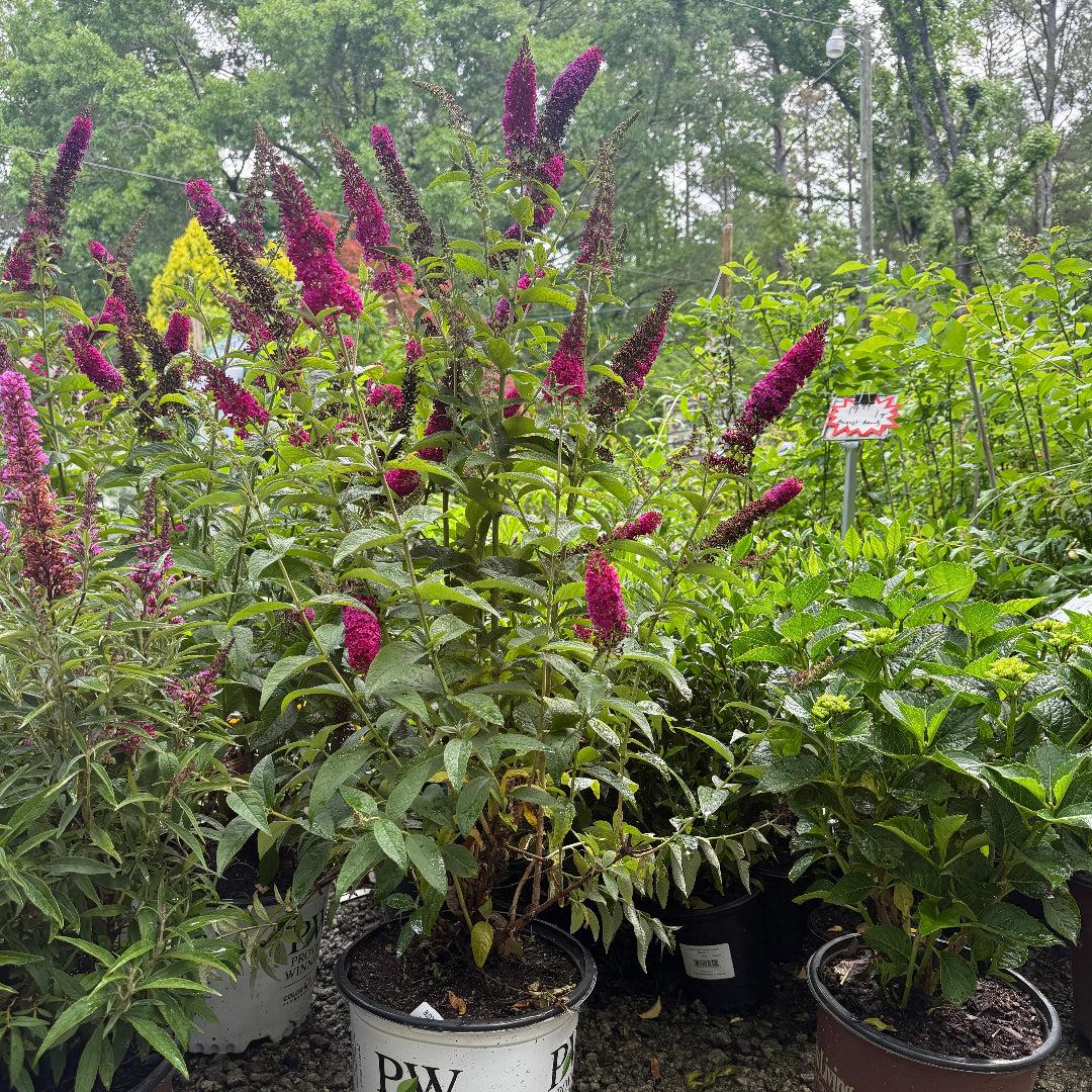 Buddleia Davidii 'cranrazz' - View 38 from www redcrocus com