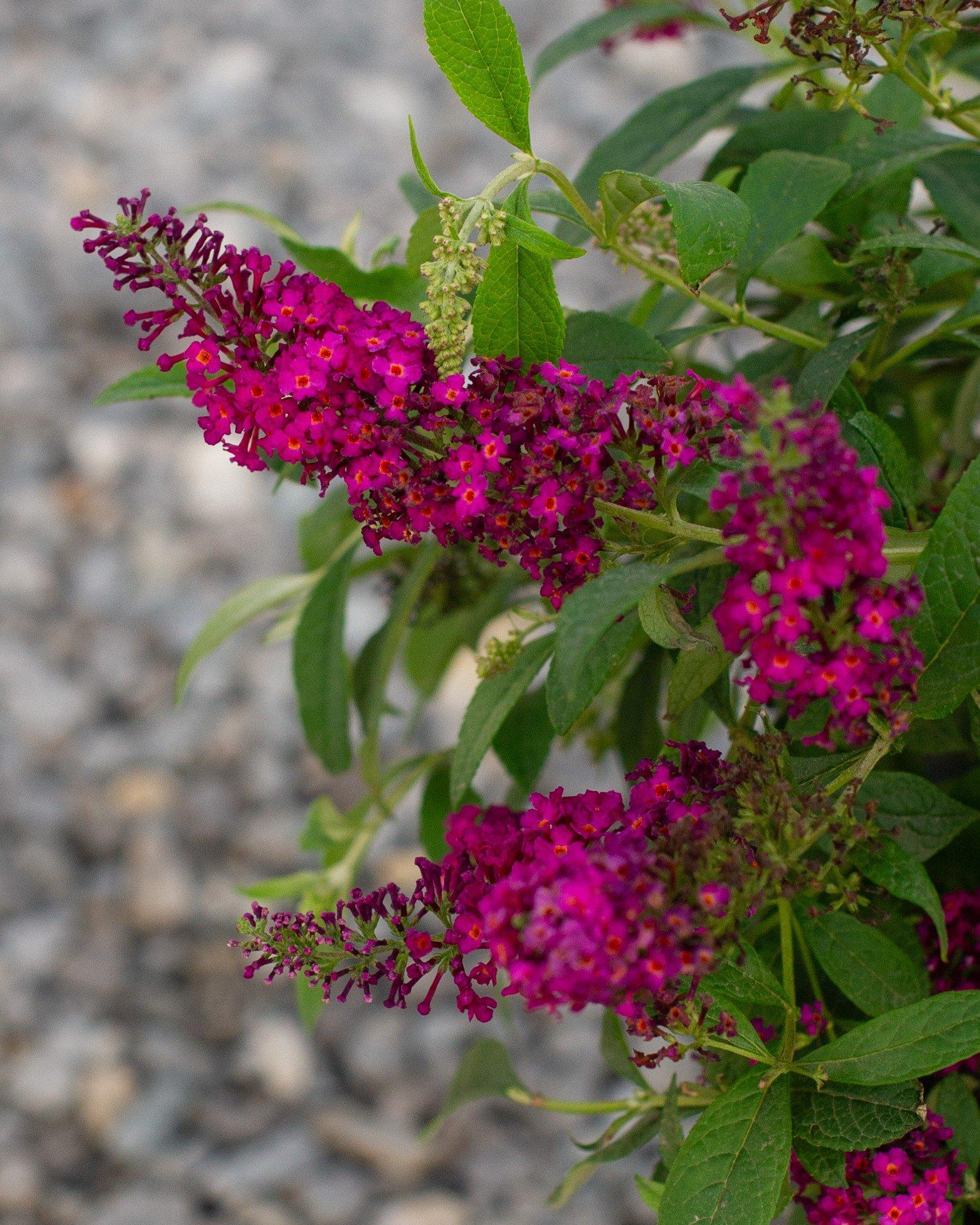 Buddleia Davidii 'cranrazz' - View 39 from www redcrocus com