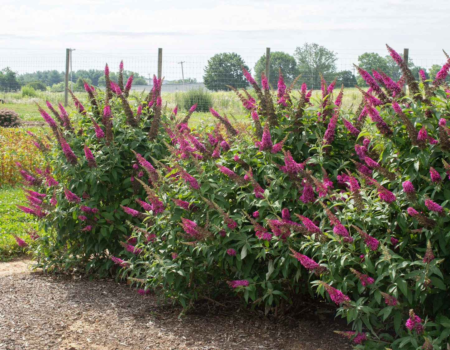 Buddleia Davidii 'cranrazz' - View 3 from www redcrocus com