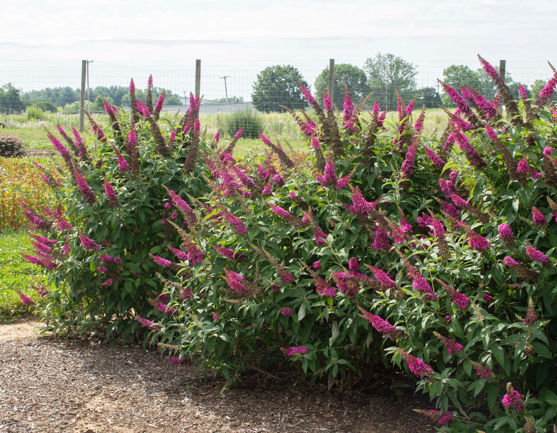 Buddleia Davidii 'cranrazz' - View 3 from www redcrocus com