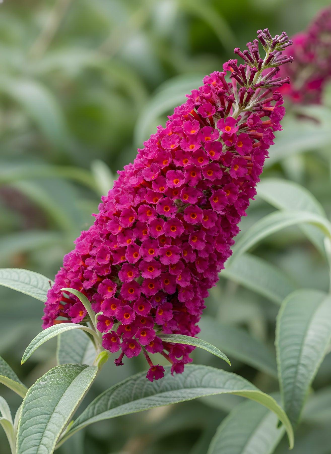 Buddleia Davidii 'cranrazz' - View 40 from www redcrocus com