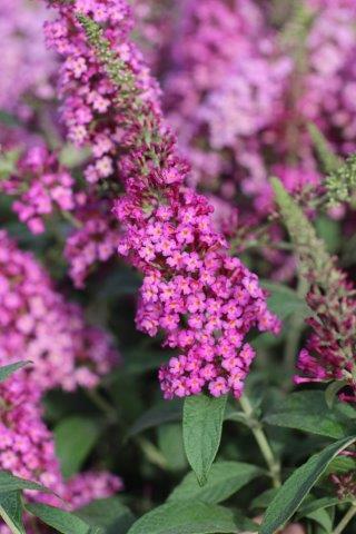 Buddleia Davidii 'cranrazz' - View 4 from www redcrocus com