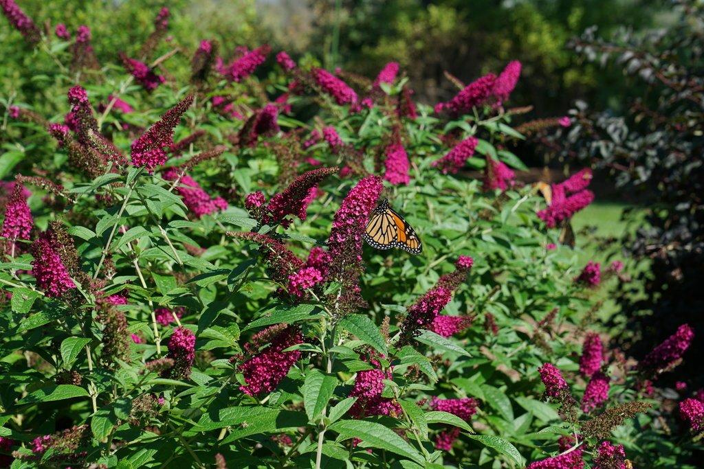 Buddleia Davidii 'cranrazz' - View 5 from www redcrocus com
