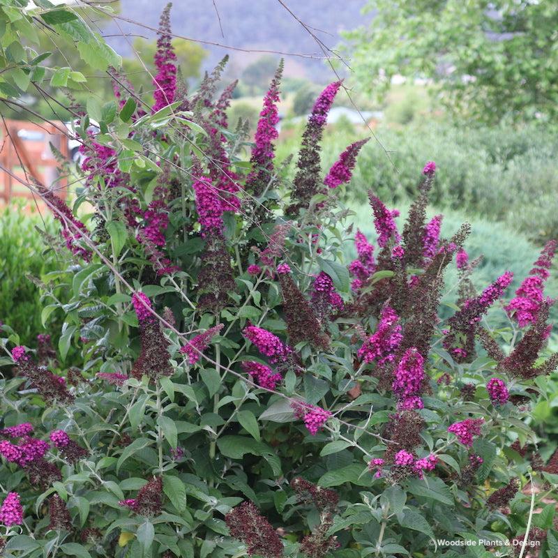 Buddleia Davidii 'cranrazz' - View 6 from www redcrocus com