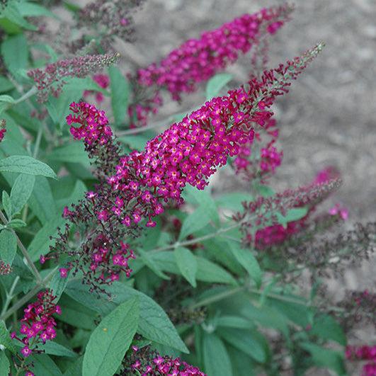 Buddleia Davidii 'cranrazz' - View 7 from www redcrocus com