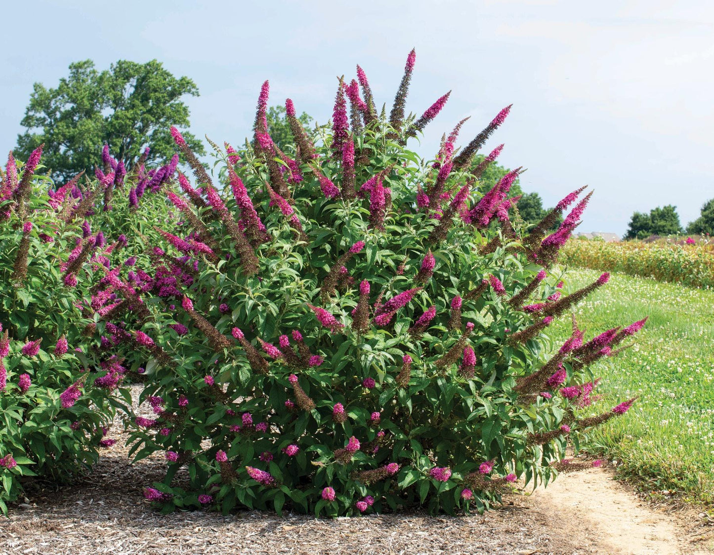 Buddleia Davidii 'cranrazz' - View 8 from www redcrocus com