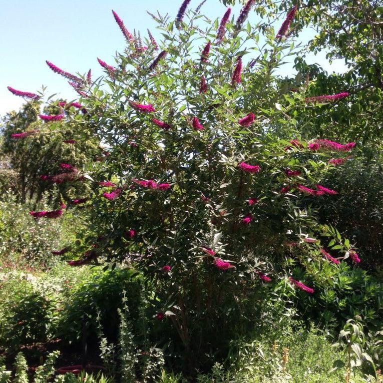 Buddleia Davidii 'cranrazz' - View 9 from www redcrocus com