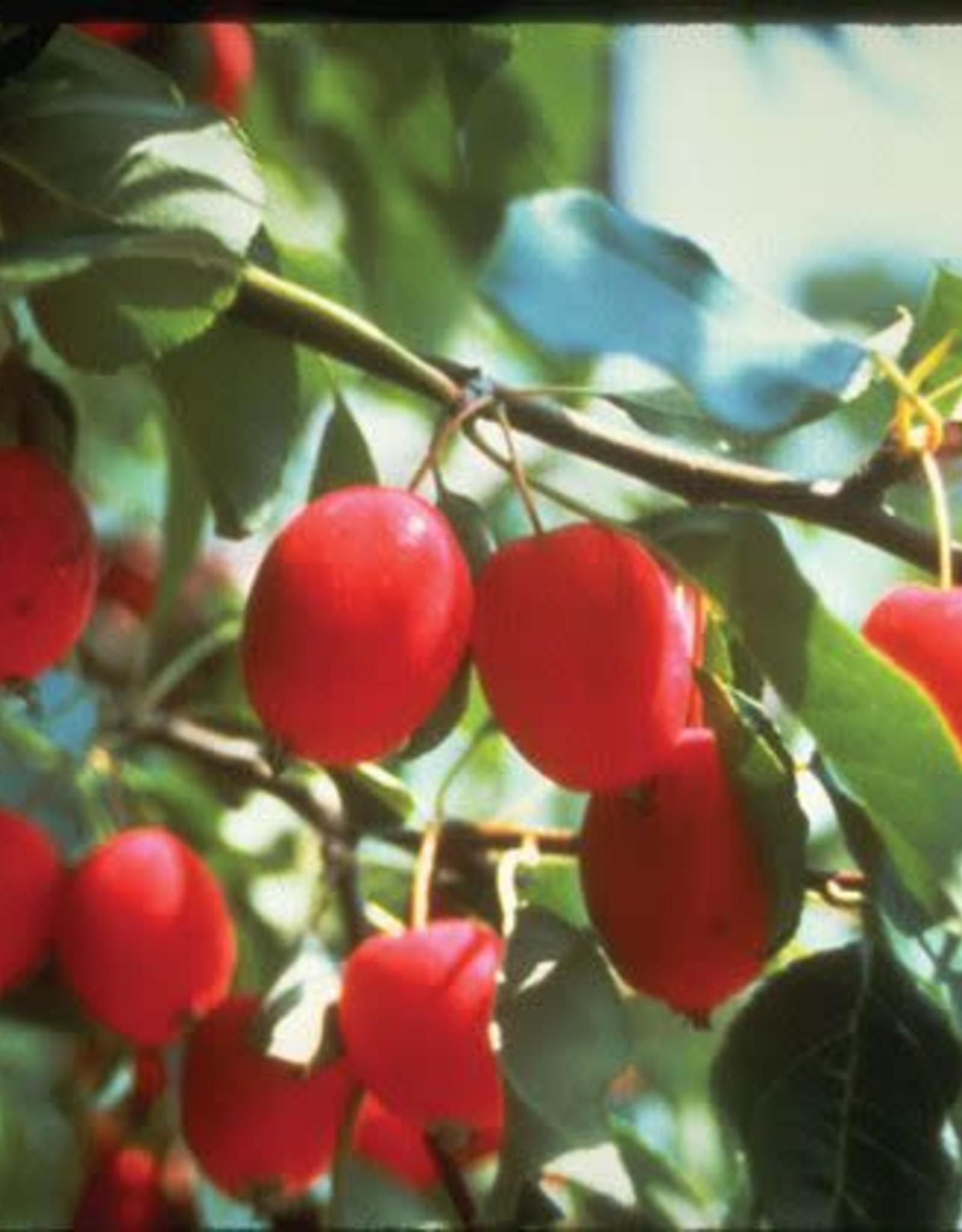 Malus Dolgo - View 10 from www redcrocus com
