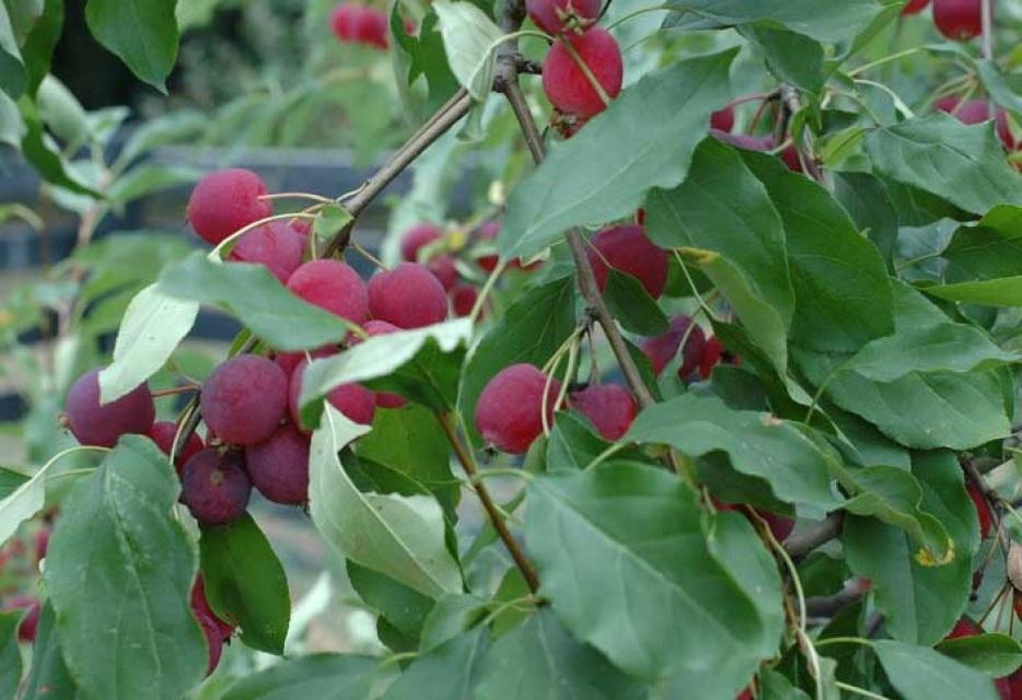 Malus Dolgo - View 12 from www redcrocus com