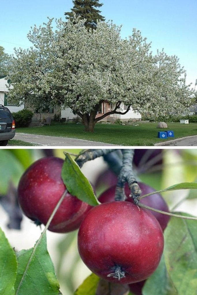 Malus Dolgo - View 14 from www redcrocus com