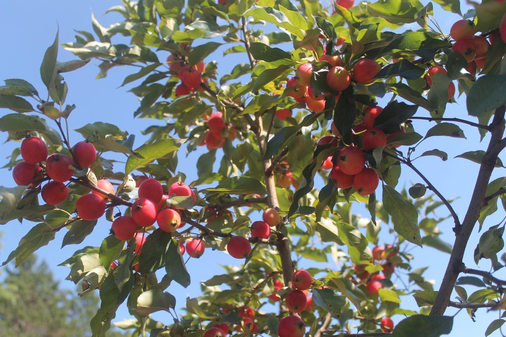Malus Dolgo - View 15 from www redcrocus com