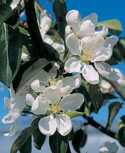 Malus Dolgo - View 17 from www redcrocus com