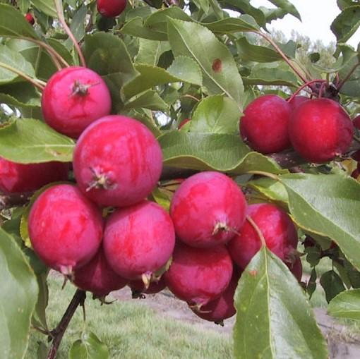 Malus Dolgo - View 18 from www redcrocus com