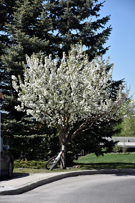Malus Dolgo - View 19 from www redcrocus com