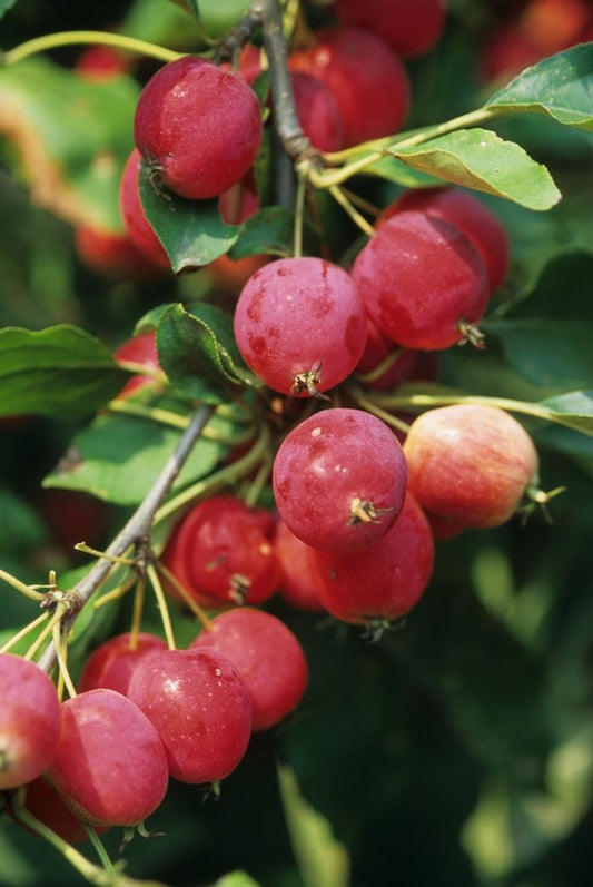 Malus Dolgo - View 1 from www redcrocus com