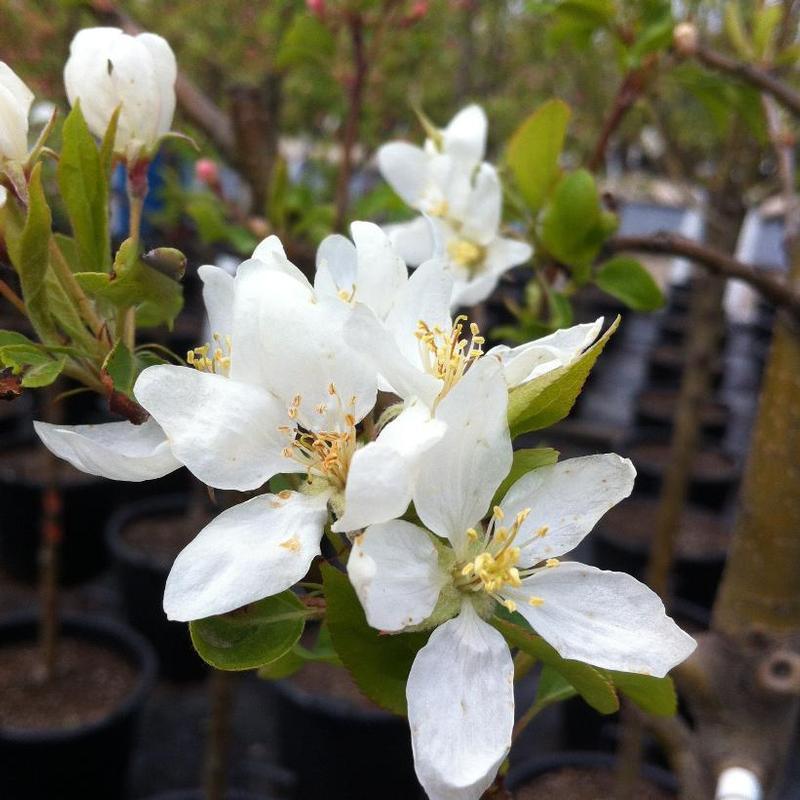 Malus Dolgo - View 4 from www redcrocus com