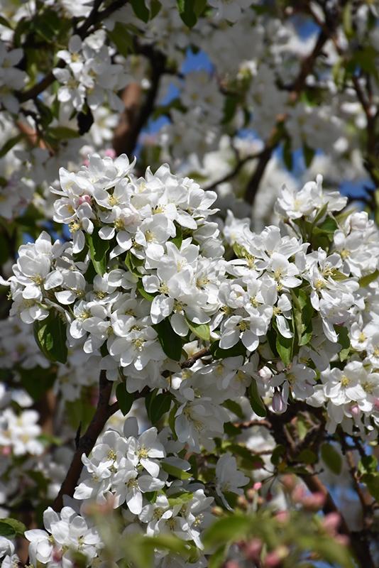 Malus Dolgo - View 6 from www redcrocus com