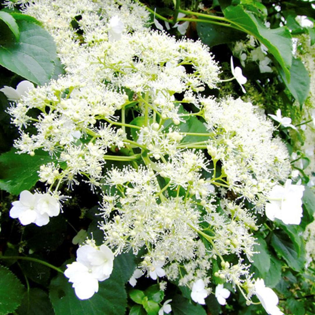 Hydrangea Petiolaris - View 10 from www redcrocus com