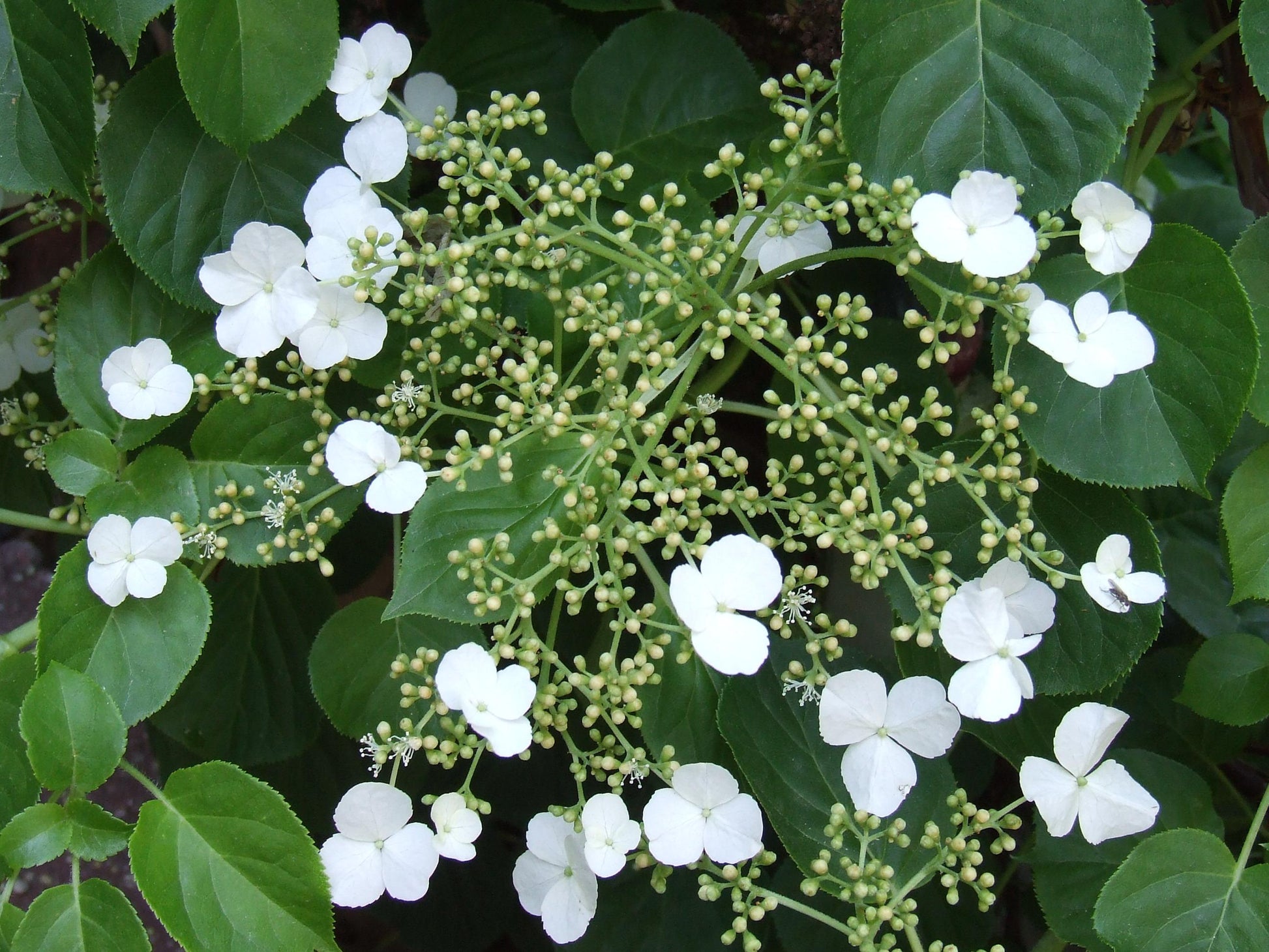 Hydrangea Petiolaris - View 15 from www redcrocus com