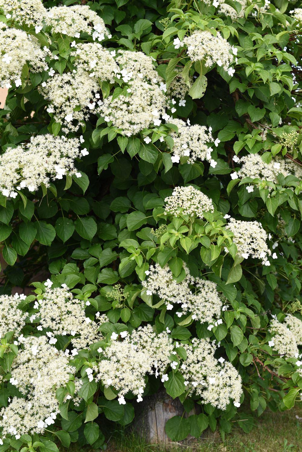 Hydrangea Petiolaris - View 17 from www redcrocus com