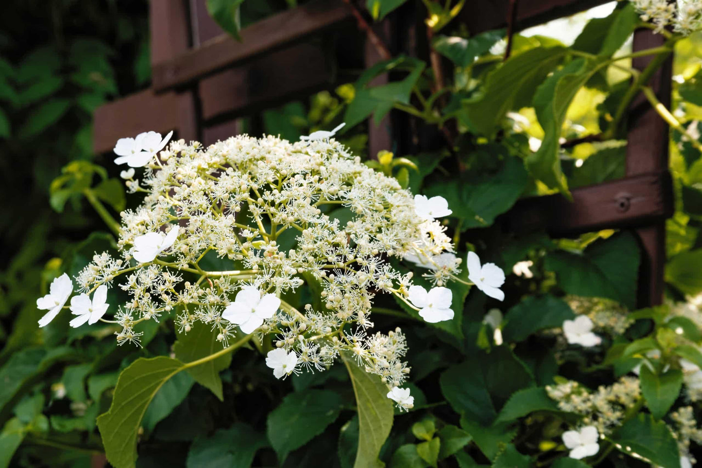 Hydrangea Petiolaris - View 19 from www redcrocus com