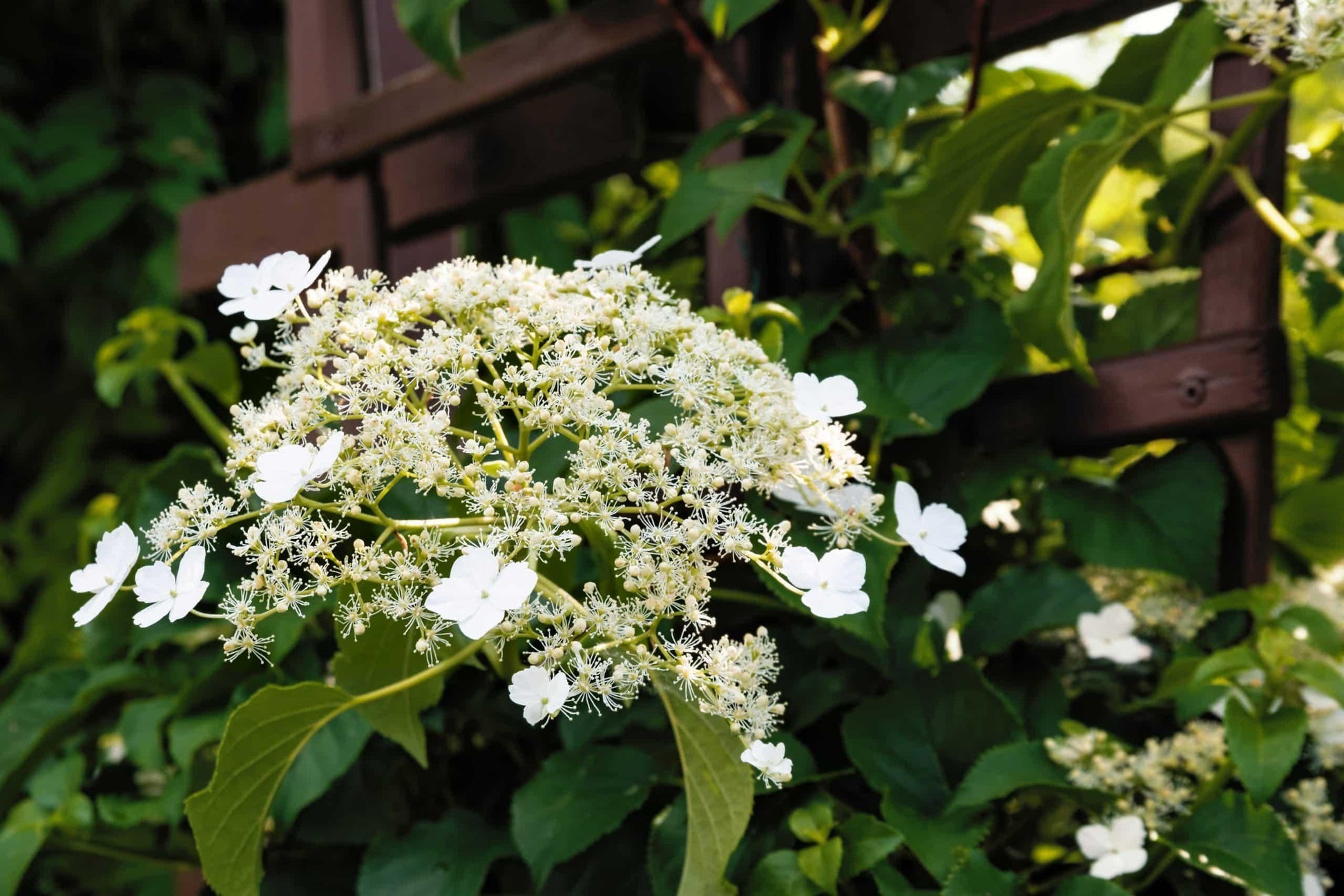 Hydrangea Petiolaris - View 19 from www redcrocus com