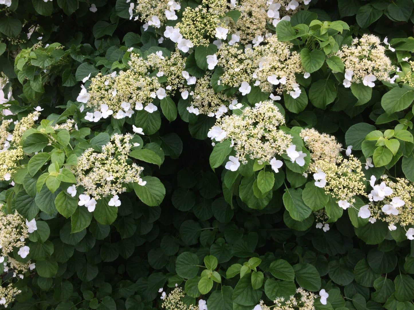 Hydrangea Petiolaris - View 1 from www redcrocus com