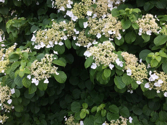 Hydrangea Petiolaris - View 1 from www redcrocus com